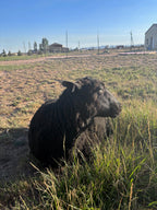Fiona the black sheep sitting in tall green grass outside with dry grass, fences, and buildings visible in the background under a clear blue sky.
