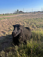 Fiona the black Finnsheep lying in tall grass in an open field under a blue sky.