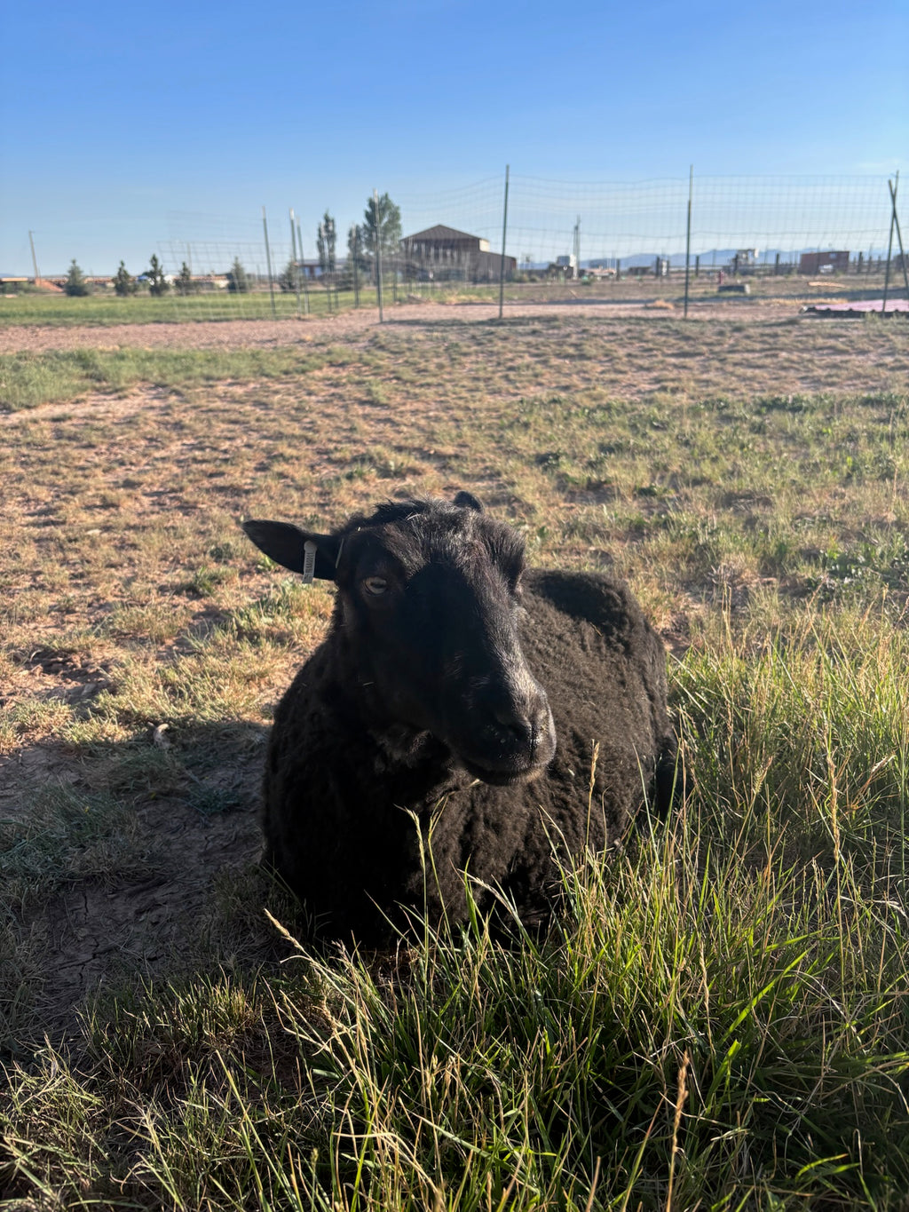 Fiona the black sheep lying in tall grass in an open field under a clear blue sky looking to the side. 