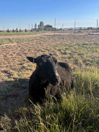 Fiona the black sheep lying in tall grass in an open field under a clear blue sky looking to the side. 