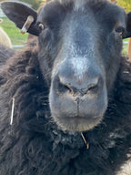 Fiona the black sheep close-up with curly wool facing forward. 
