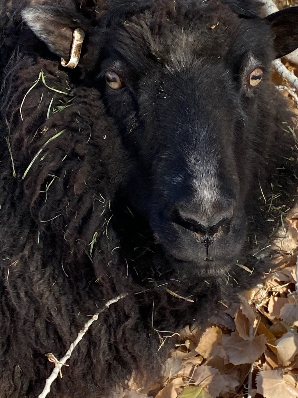 Fiona the black sheep close-up close up with curly wool lying on dry leaves and twigs outdoors.
