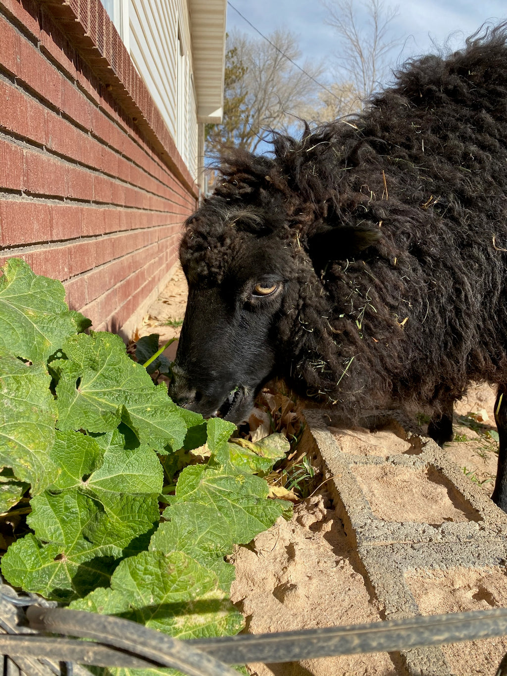Fiona the black sheep with curly wool eating green leafy plants next to a red brick house wall outdoors.