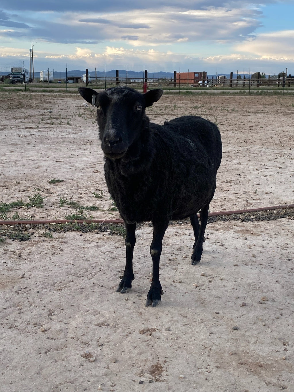 Fiona the black sheep standing in a dusty outdoor pen with fencing, mountains, and a cloudy sky in the background.
