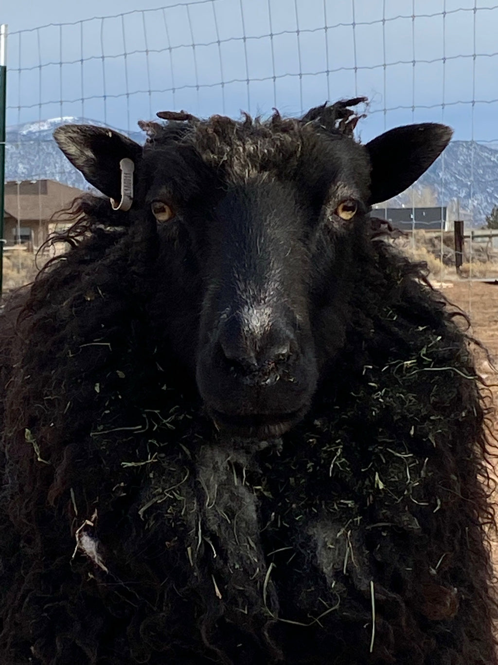 Fiona the black sheep majestic and strong close-up with curly wool looking at you
