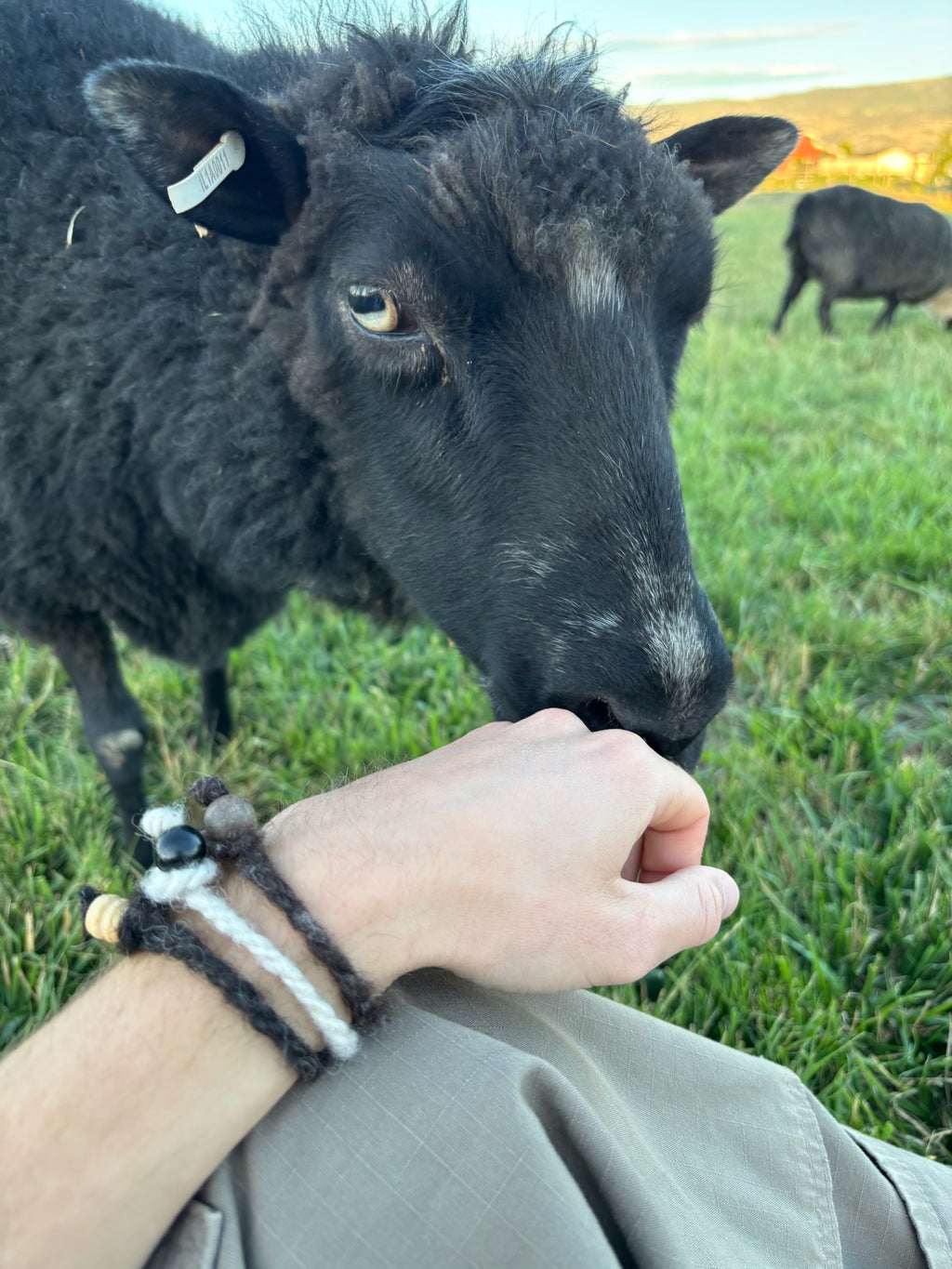 Cose-up shot of a person's wrist wearing a wool bracelet from Sheepy Life and being sniffed by Fiona the black sheep in a grassy field. 