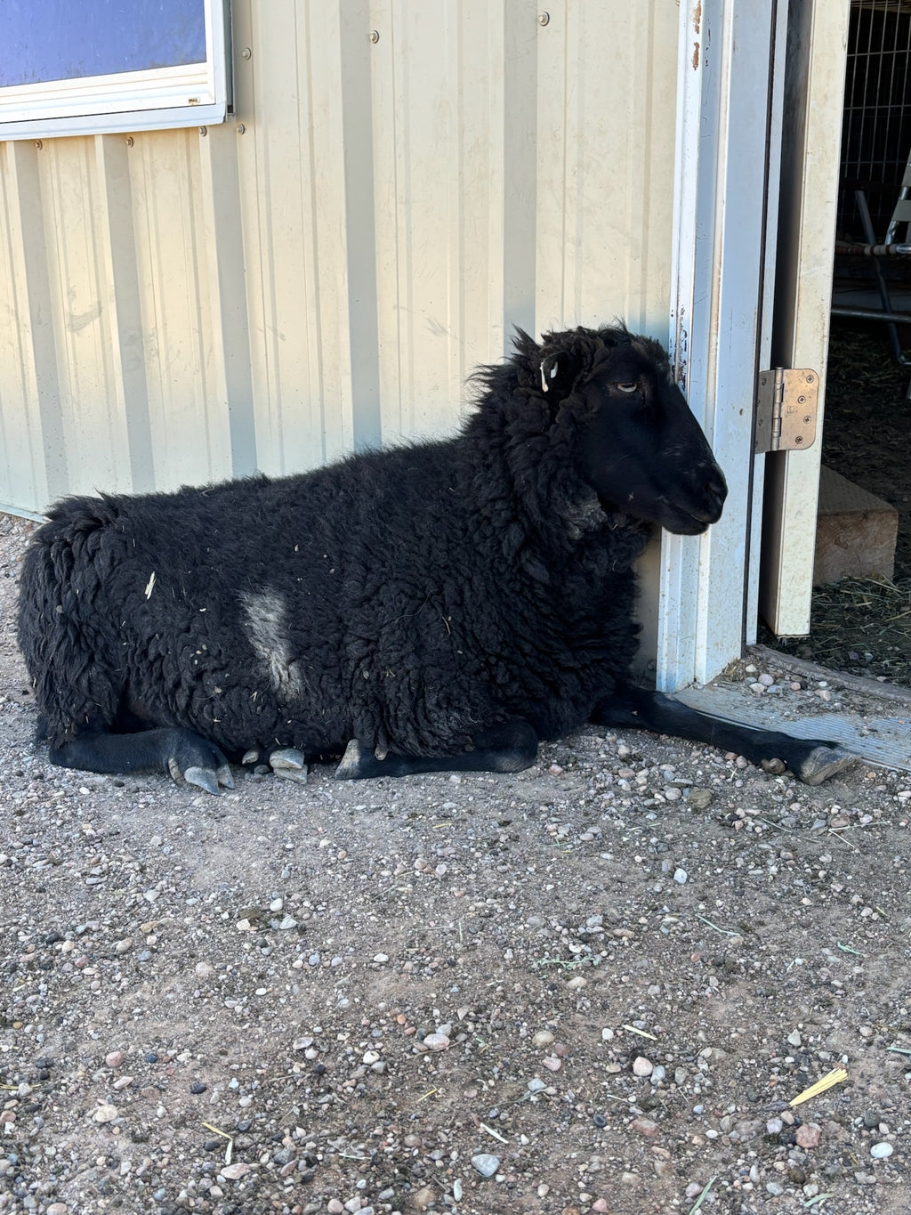 Fiona the black woolly sheep lying on dirt ground next to a beige metal-sided building with an open door with her leg extended. 