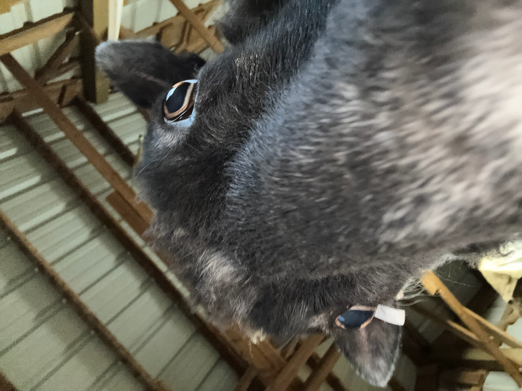 Fiona the black sheep close-up, high-angle view of her face. 