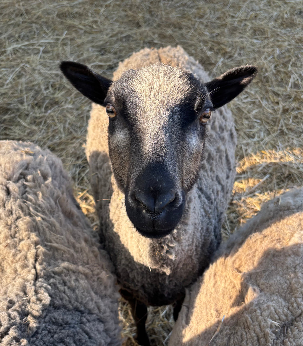 Gustave the light gray Shetland sheep in between two other sheep looking at the camera