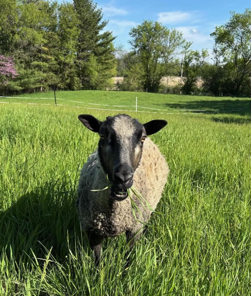 Gustave the light gray Shetland sheep eating in the tall grass with trees in the background