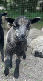 Gustave the light gray Shetland lamb 