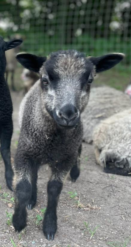 Gustave the light gray Shetland lamb 