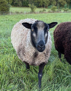 Gustave the light gray Shetland sheep with a black face walking in the pasture