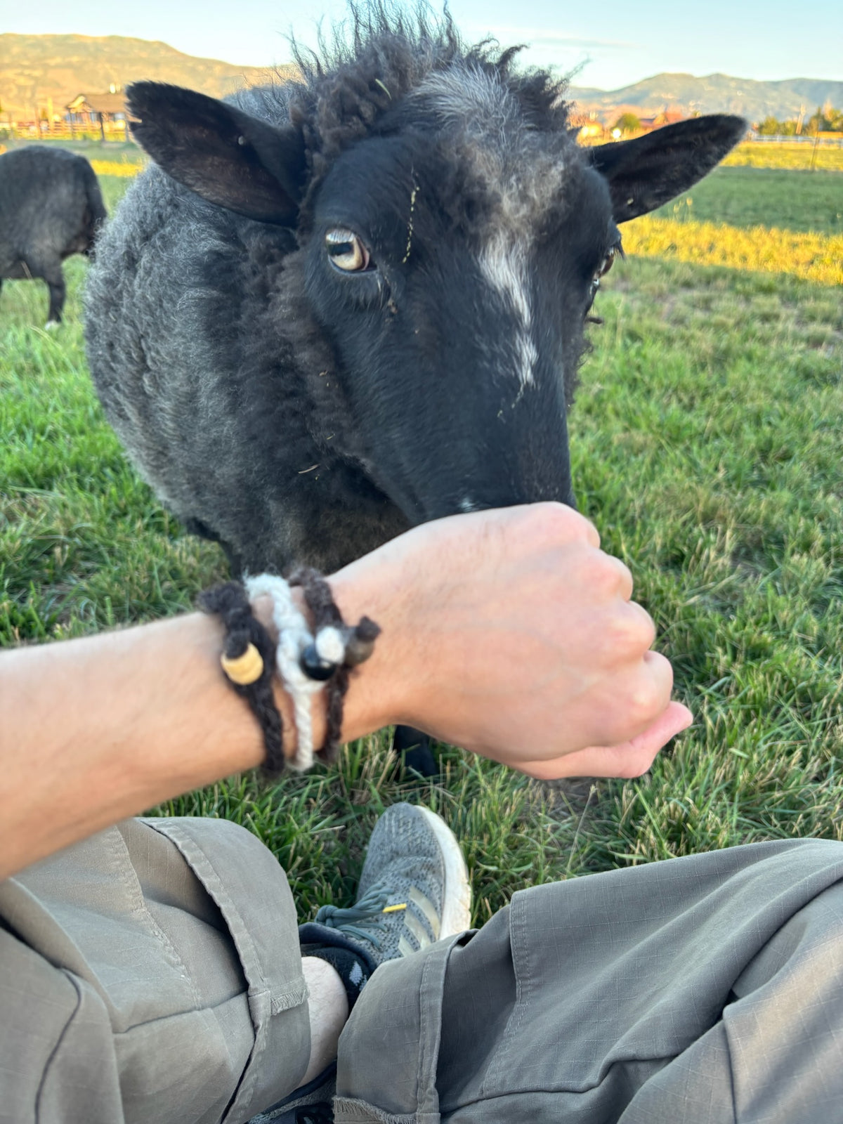 Magnolia the sheep in the pasture with a person with Sheepy Life bracelets