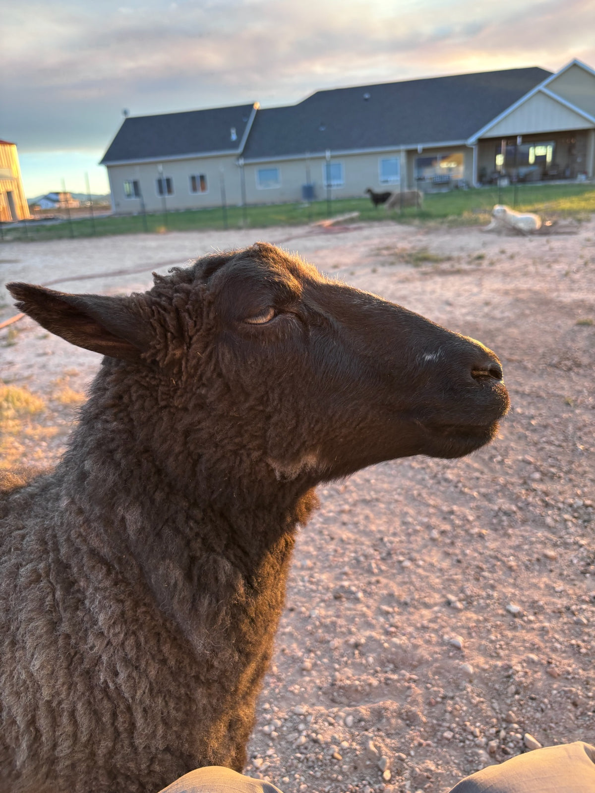 Magnolia the sheep form the side looking into the sunset 