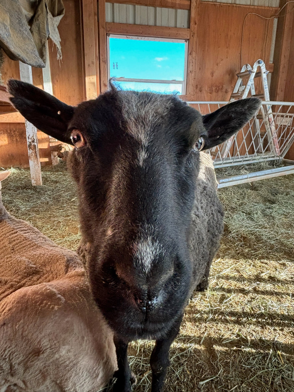 Magnolia the sheep close-up with big ears in the barn