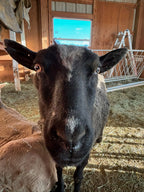 Magnolia the sheep close-up with big ears in the barn