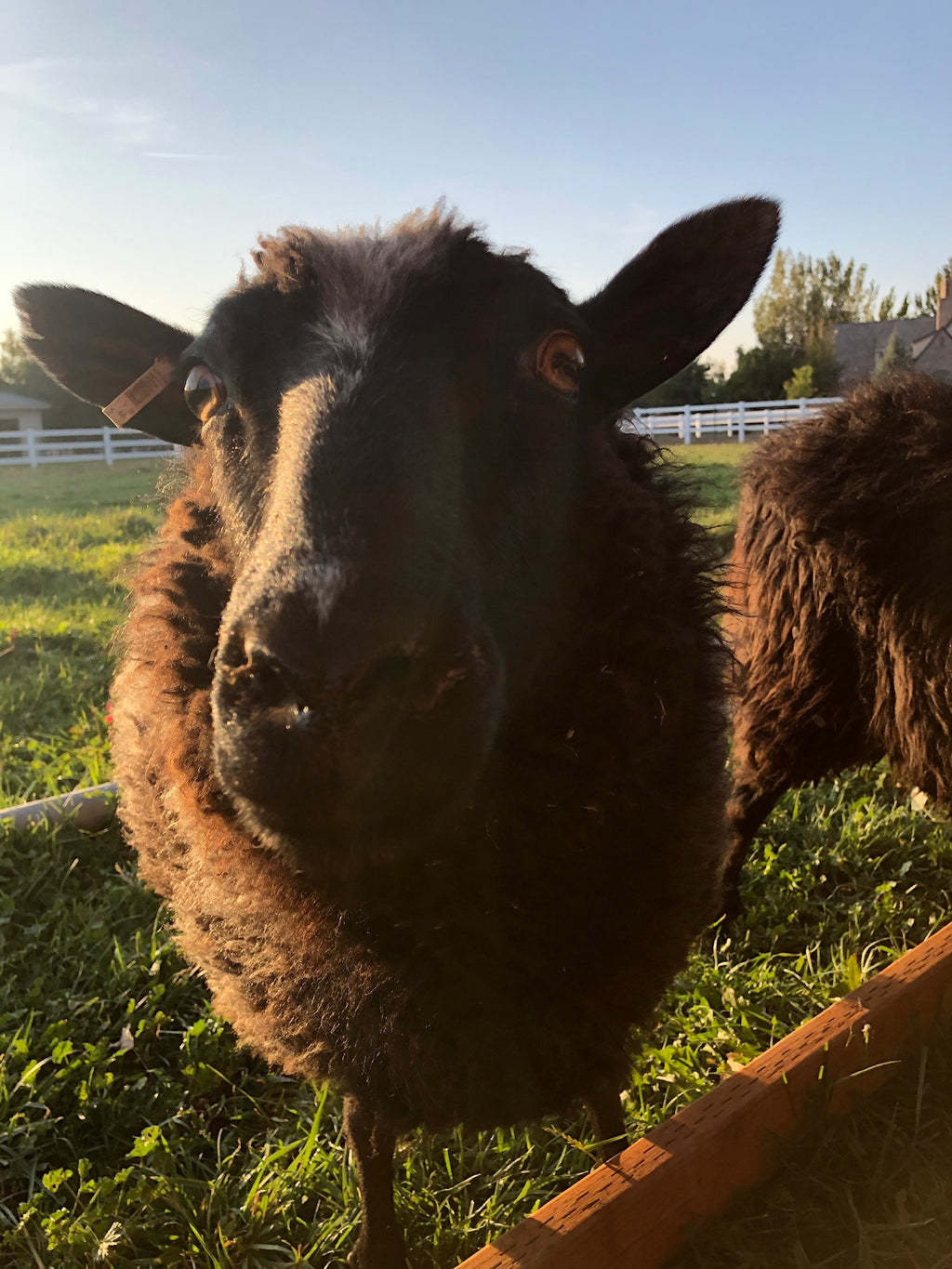Magnolia the sheep in the pasture looking at the camera
