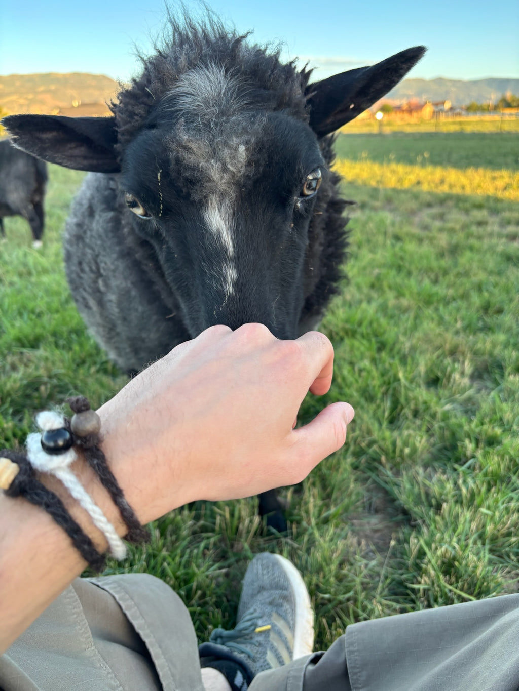 Magnolia the sheep sniffing someone's hand wearing Sheepy Life bracelets