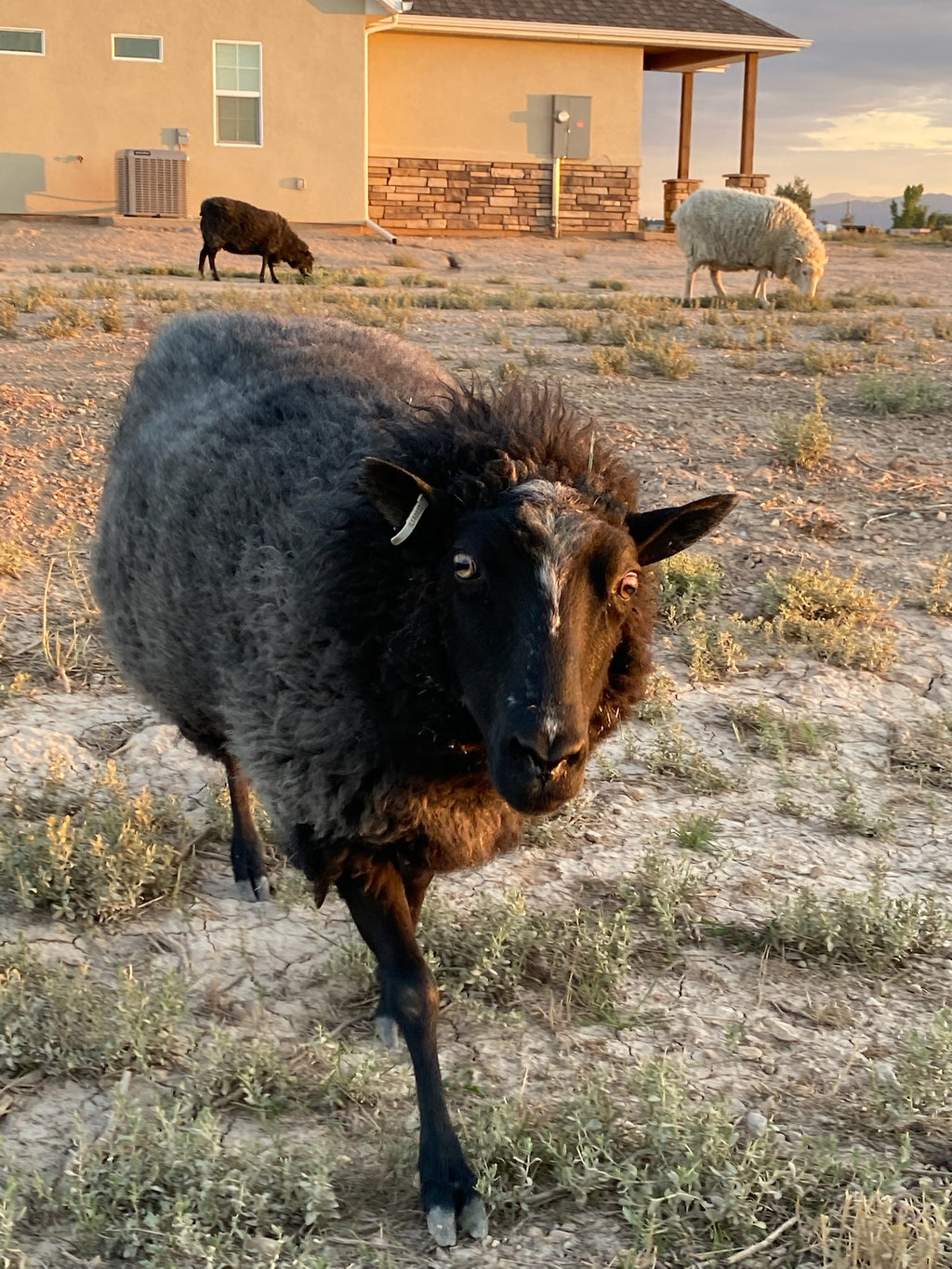 Magnolia the sheep walking toward the camera while the sun is setting