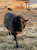 Magnolia the sheep walking toward the camera while the sun is setting