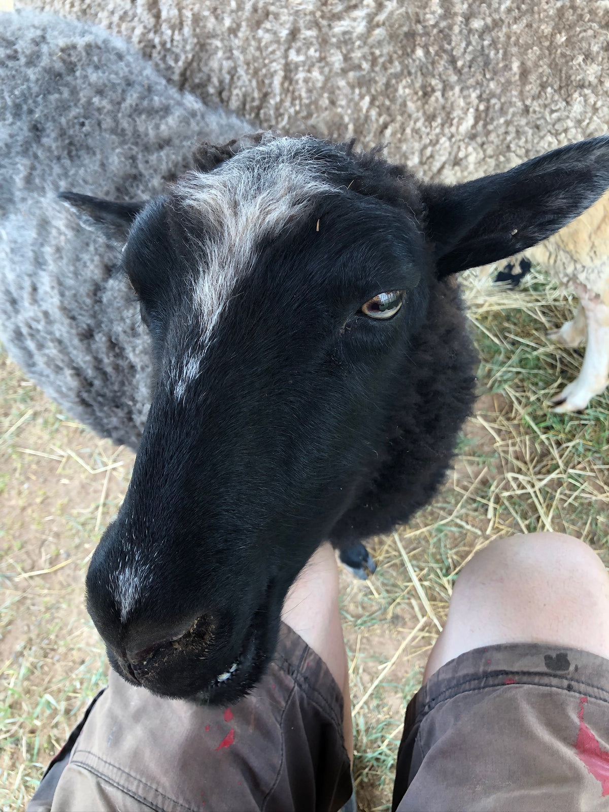 Magnolia the sheep looking up at you