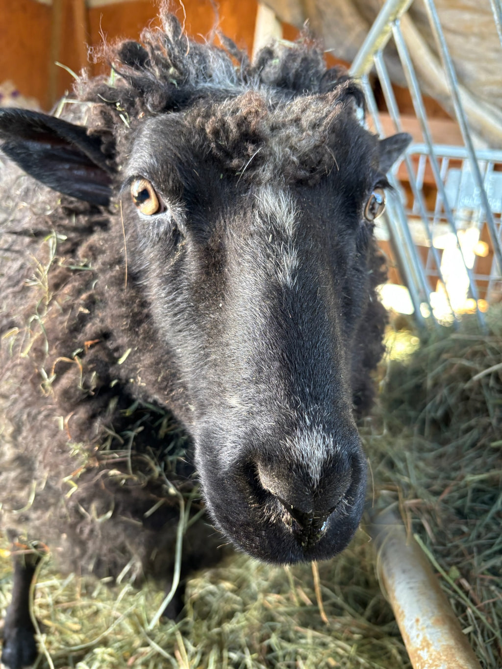 Magnolia the sheep close-up in the barn by the hay feeder