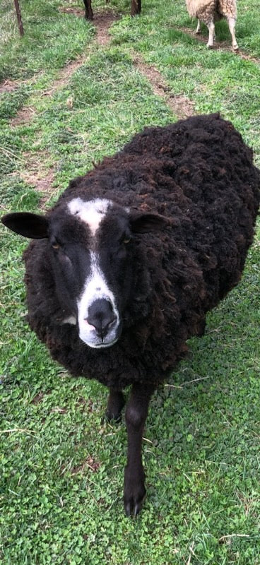 Mickey the red and brown Finnsheep with a white blaze on his face in the grass with his leg extended. 