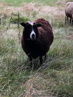 Mickey the Finnsheep in a pasture looking at something