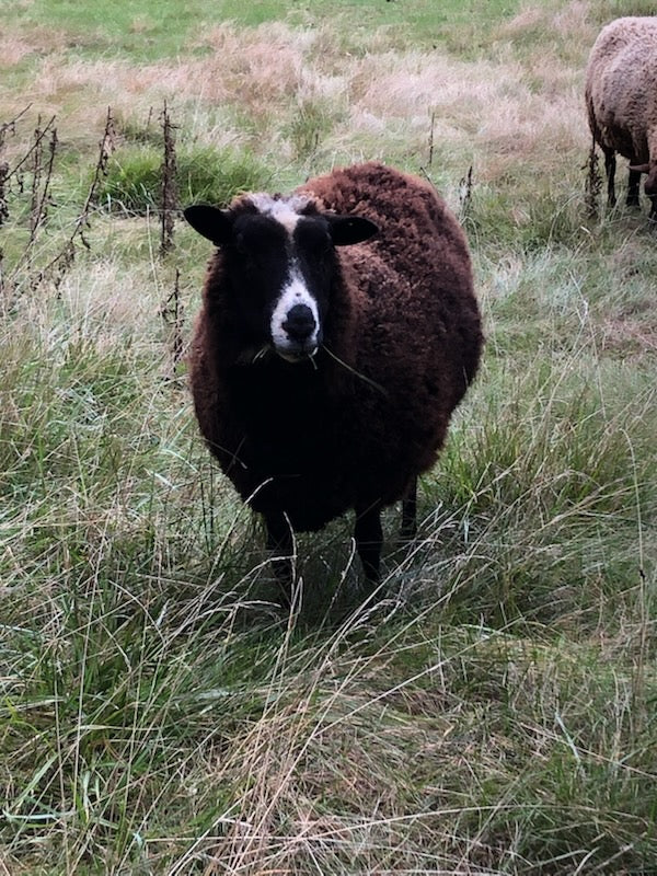 Mickey the Finnsheep in a pasture looking at something