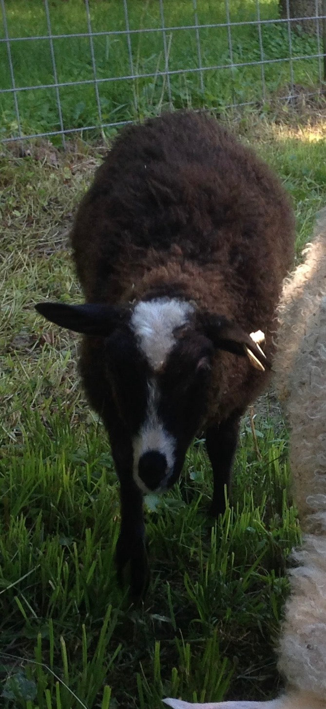 A dark brown sheep named Mickey, whose fleece is used to make natural wool bracelets. 