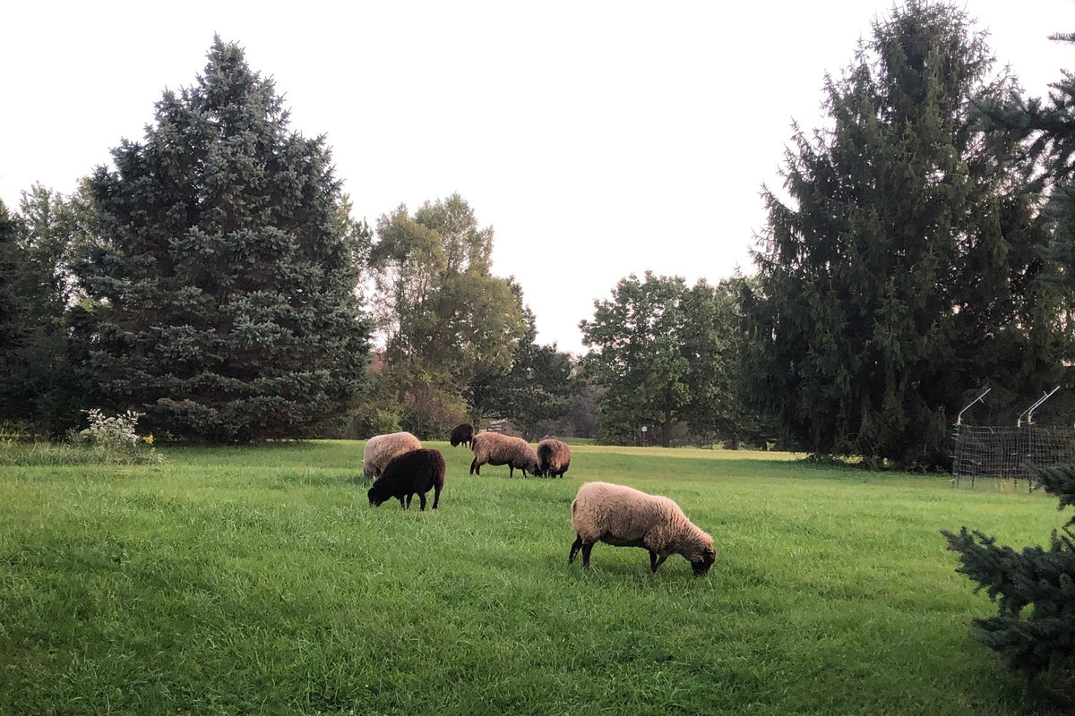 Flock of sheep out in the green pasture 