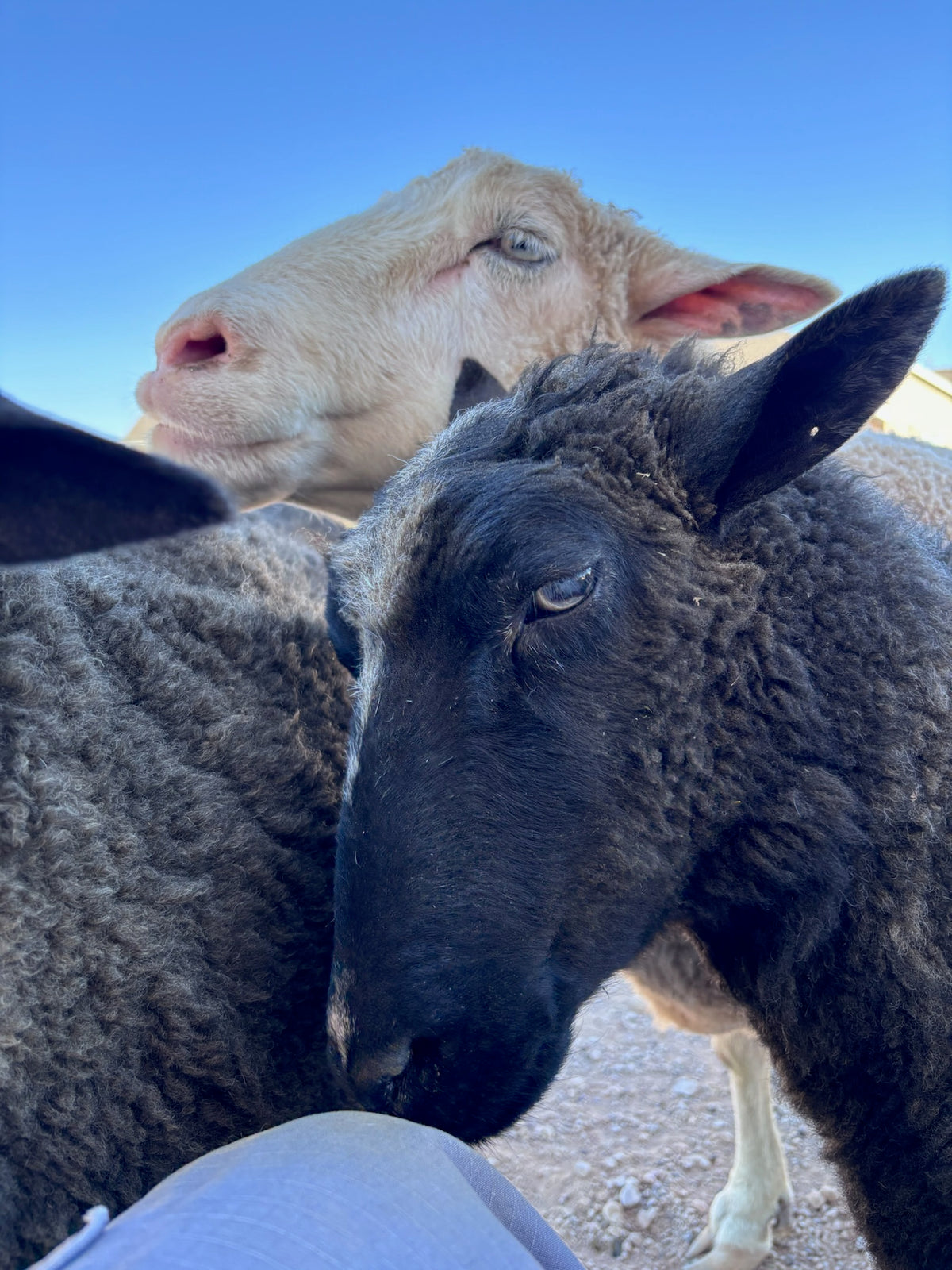 Sheep close-up