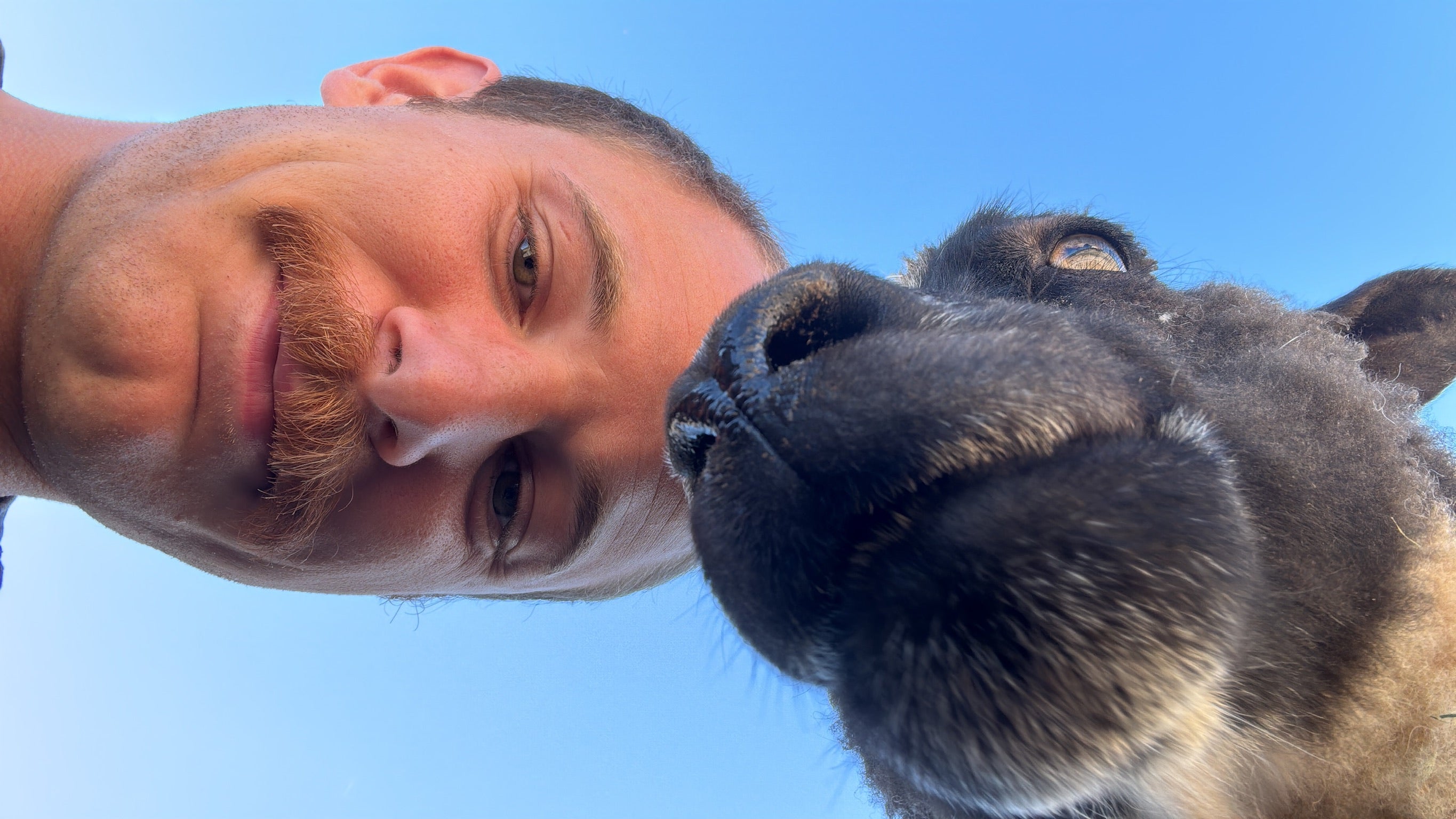 close-up of Delilah the black sheep and her shepherd straight above the camera