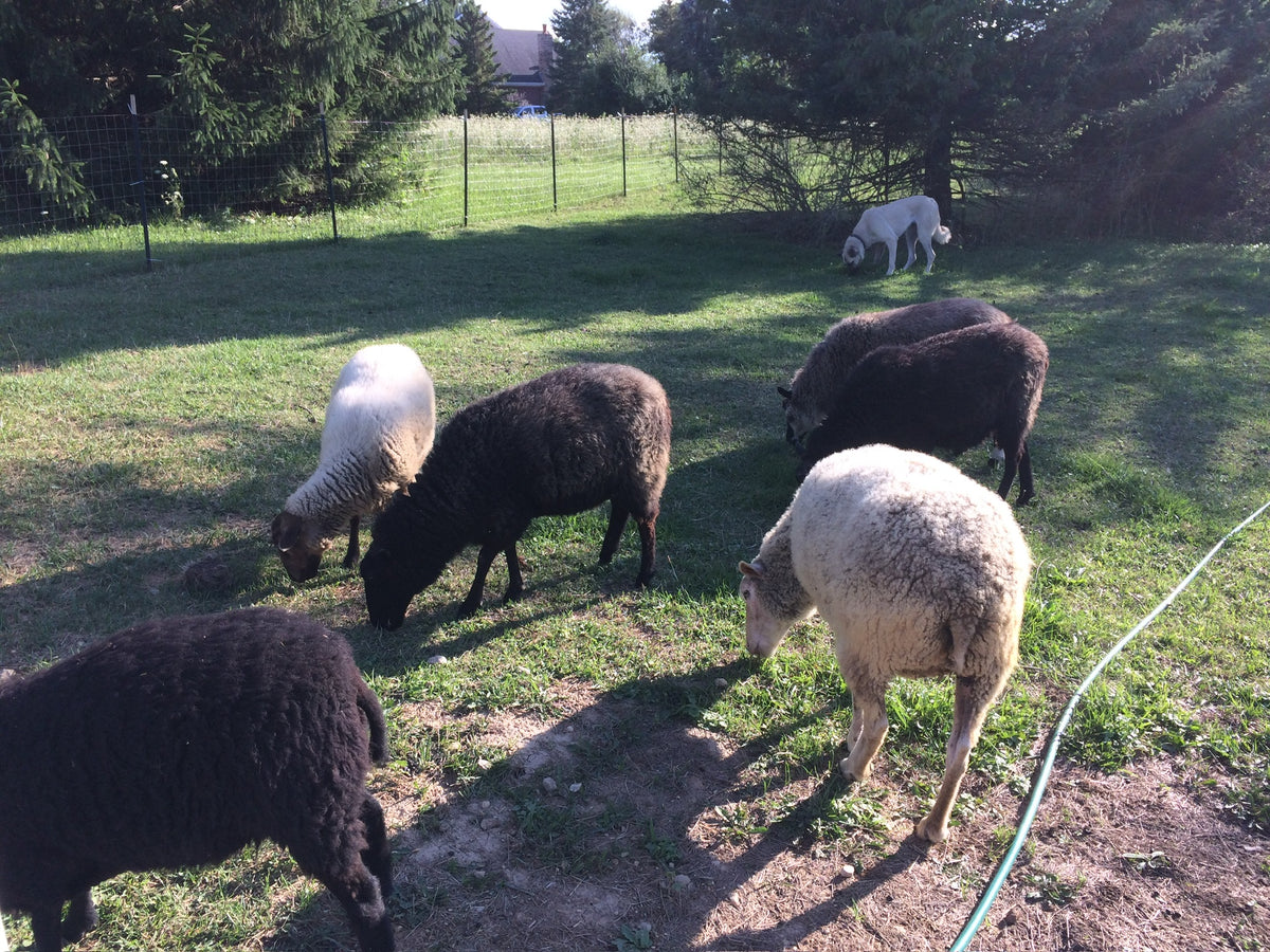 Flock of sheep grazing in the pasture with trees in the background 