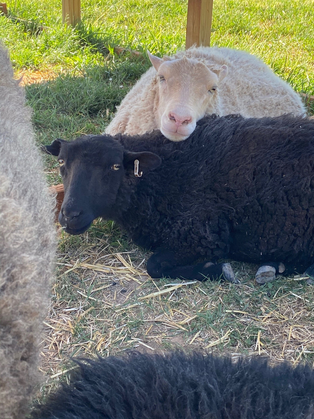 Valkia the white Finnsheep laying down  and resting her head on Norma the black Shetland sheep 