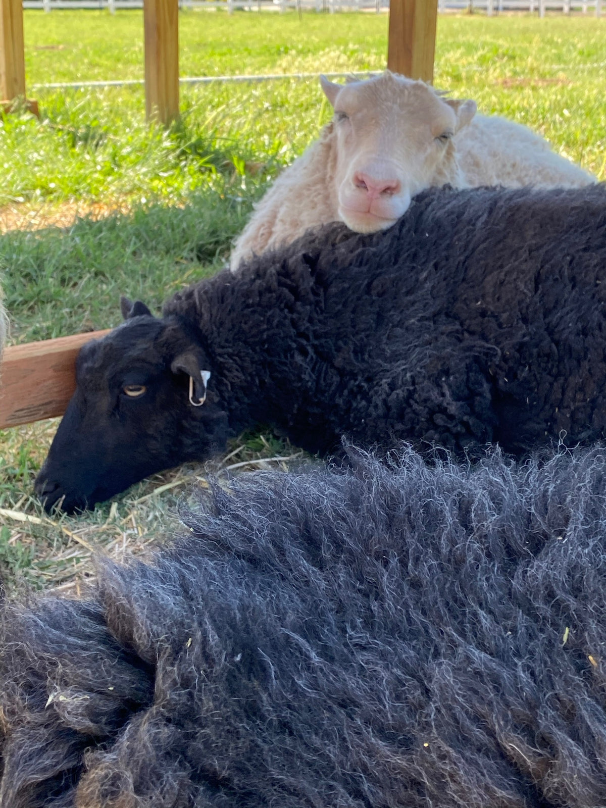 Norma the black Shetland sheep with Valkia the white Finnsheep resting her head on her back