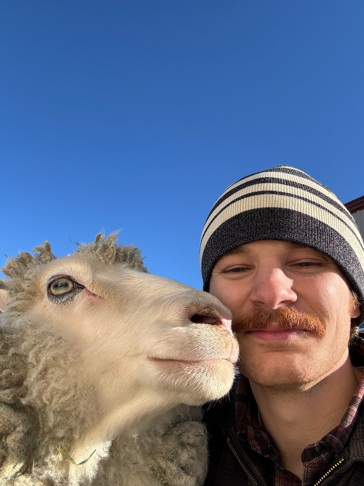 Valkia the white Finnsheep with her face against her shepherd's