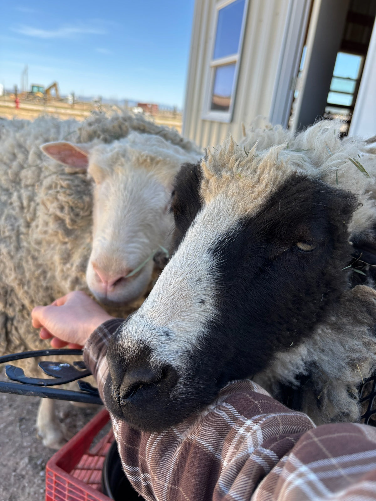 Two sheep of different colors being wanting to be petted