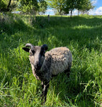 Mooskit the gray Shetland ram in the tall grass with trees behind him