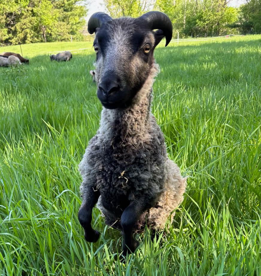 Mooskit the gray Shetland ram with his front hooves in the air in the grassy pasture