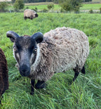 Mooskit the gray Shetland ram walking in the pasture 