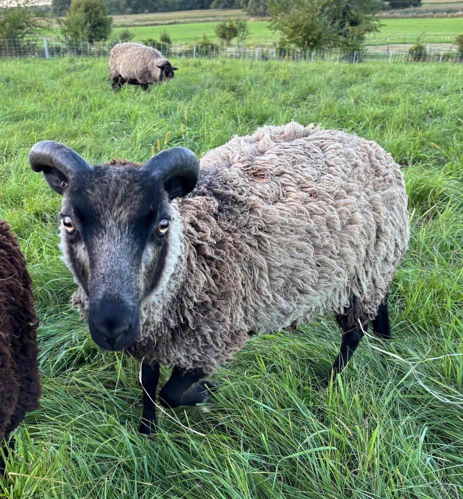 Mooskit the gray Shetland ram walking in the pasture 