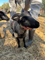 Mooskit the gray Shetland ram behind held 