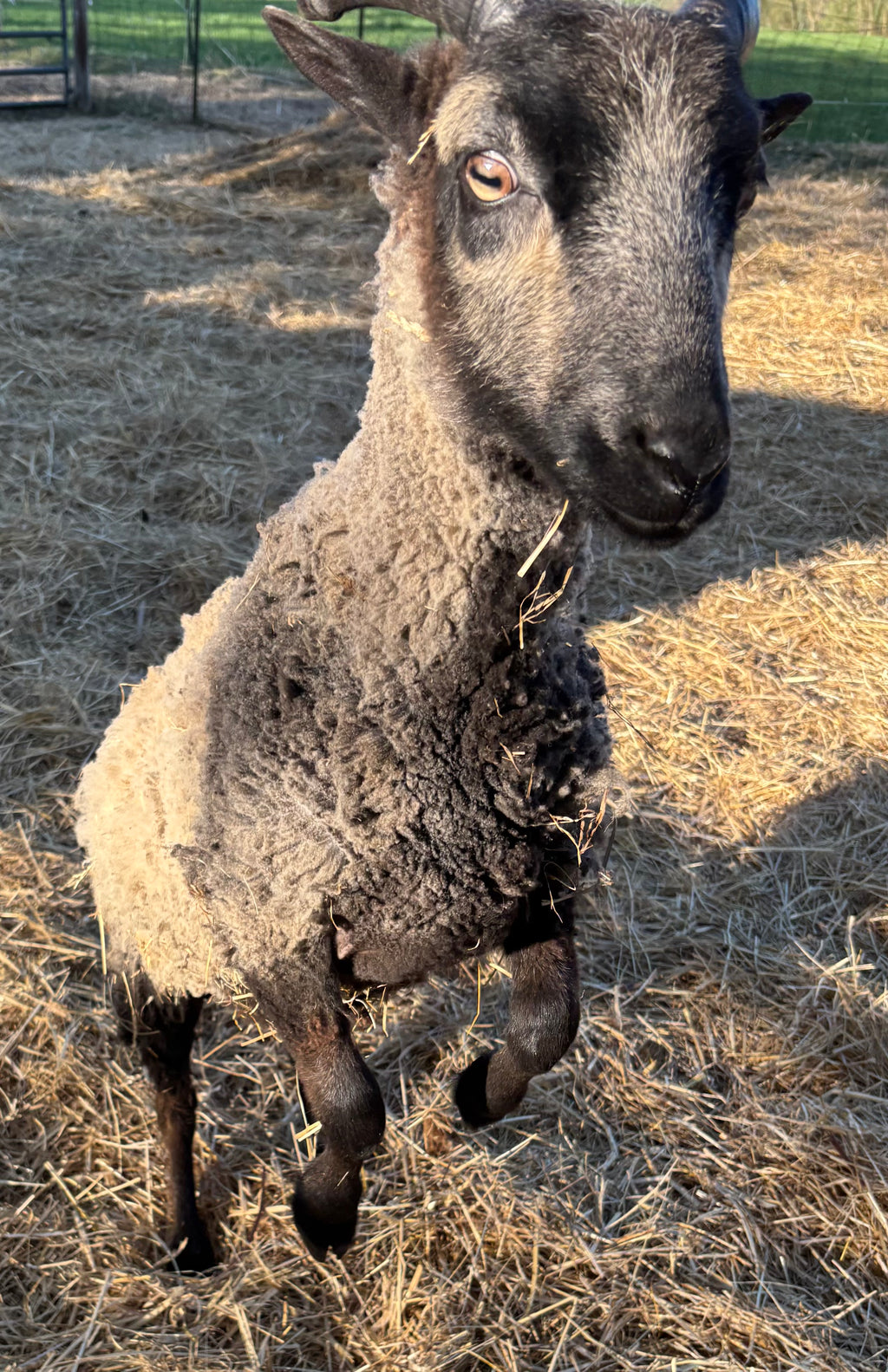 Mooskit the gray Shetland lamb with his front legs in the air in a straw-covered paddock