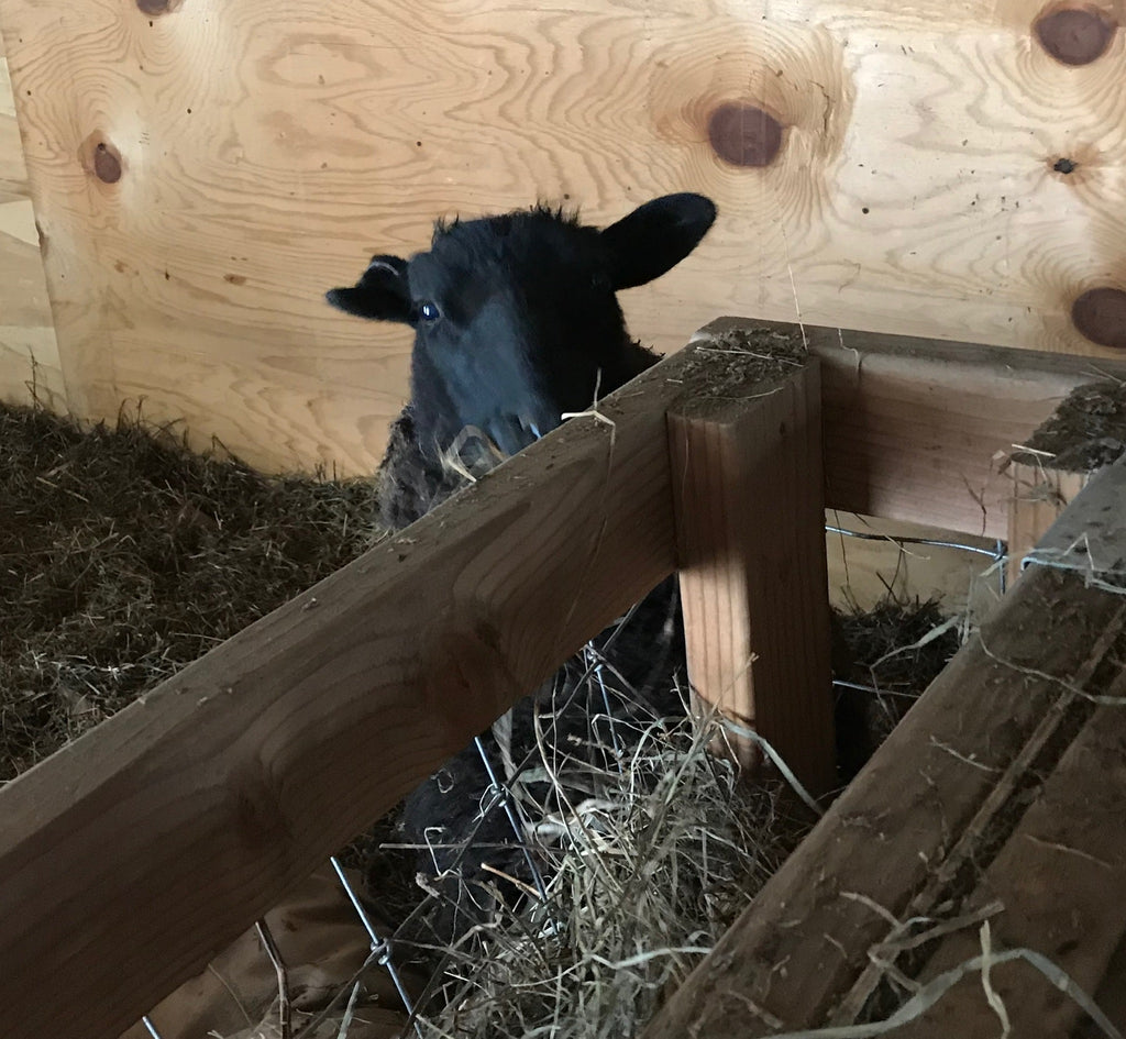 Norma the black Shetland sheep standing on the hay feeder looking up