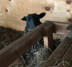 Norma the black Shetland sheep standing on the hay feeder looking up