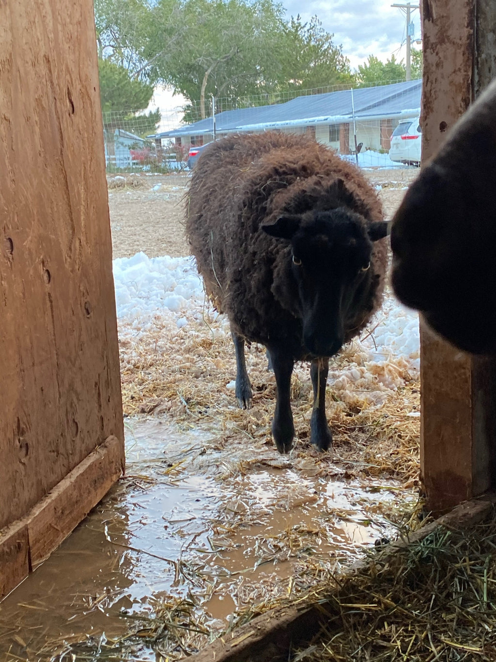 Norma the black Shetland sheep standing in a muddy doorway