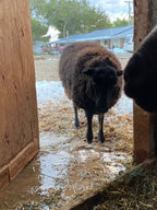 Norma the black Shetland sheep standing in a muddy doorway