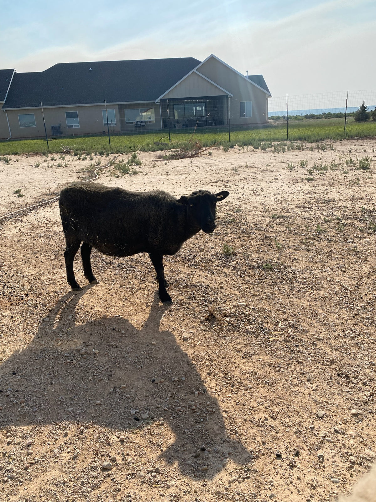 Norma the black Shetland sheep standing outside with a house behind her